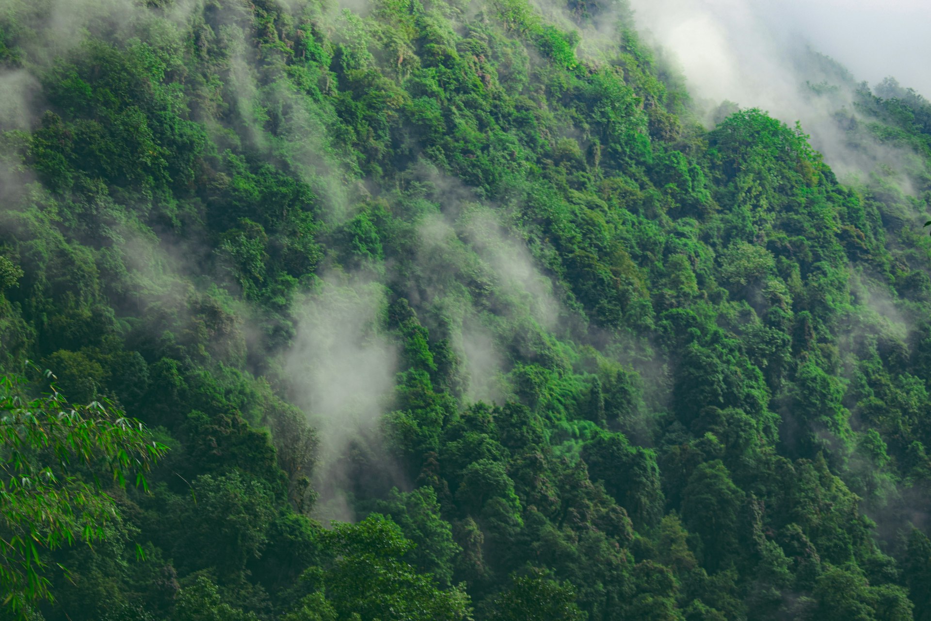 Forestry related activities for Human India